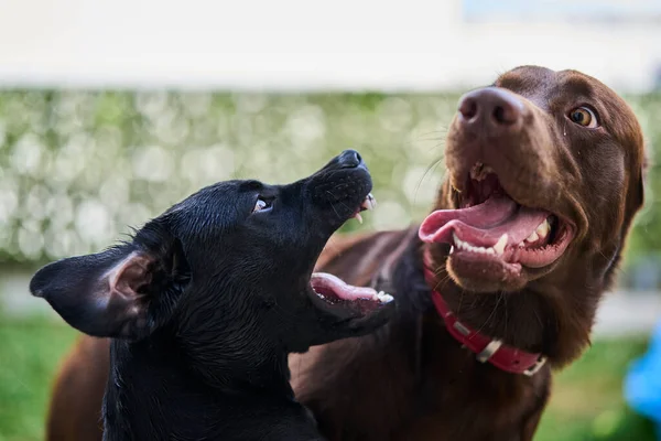 Twee Labrador Retrievers Spelen Rond — Stockfoto