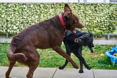 İki Labrador Retriever oynuyorlar.