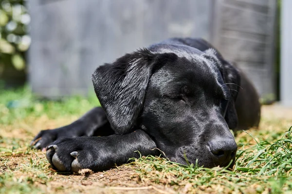 Zwarte Labrador Liggend Het Gras — Stockfoto