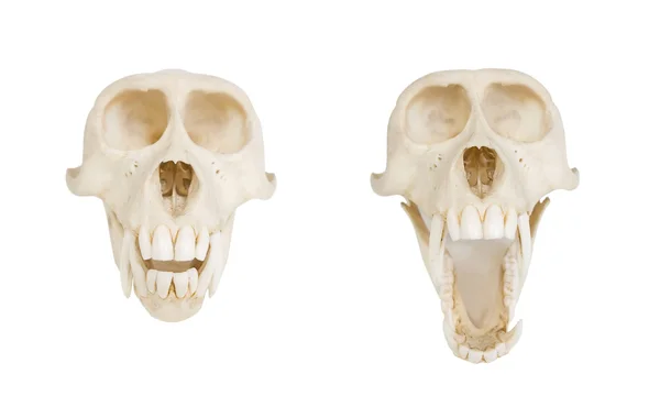 Crâne de singe, sur blanc, vue de face — Photo