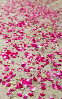 Rose petals laying at the ground clipart