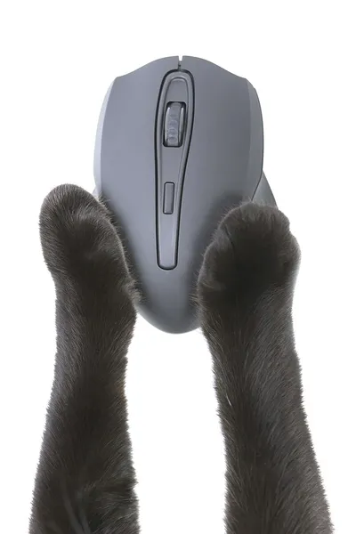 Gatto zampe utilizzando un mouse del computer — Foto Stock