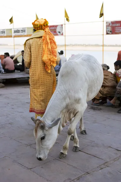 Indický kněz s krávou poblíž ganga — Stock fotografie
