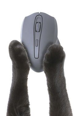 bir bilgisayar fare kullanarak kedi pençeleri