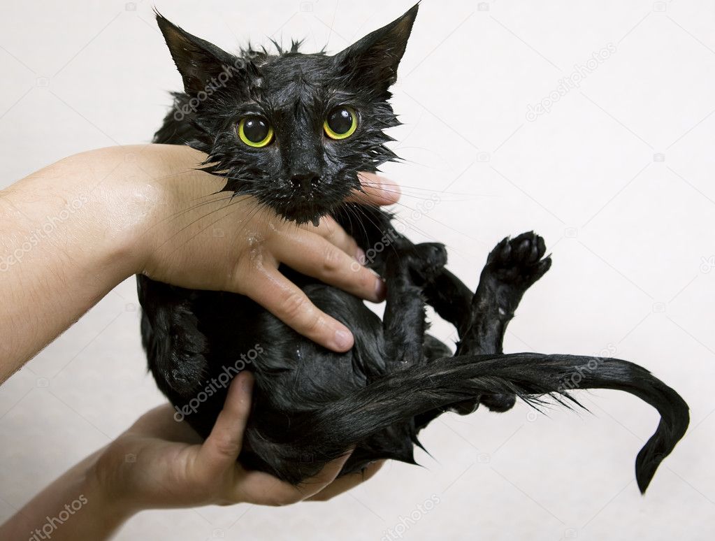 Cute black soggy cat after a bath