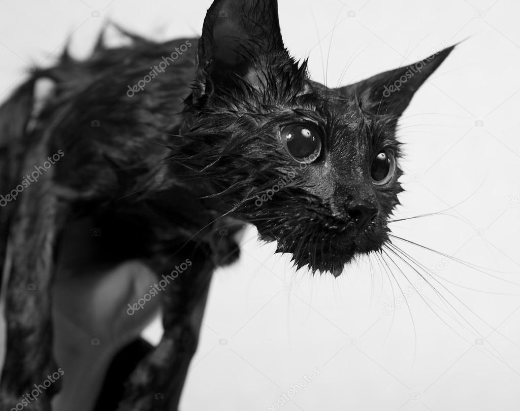 Chat noir dÃ©trempÃ©e aprÃ¨s un bain â Photo