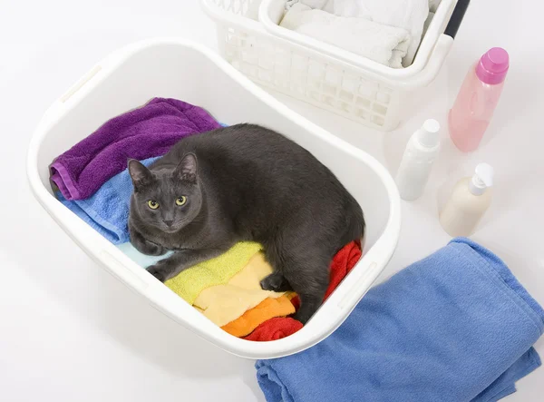 Cat in white plastic basket with colorful laundry to wash — Stock Photo, Image