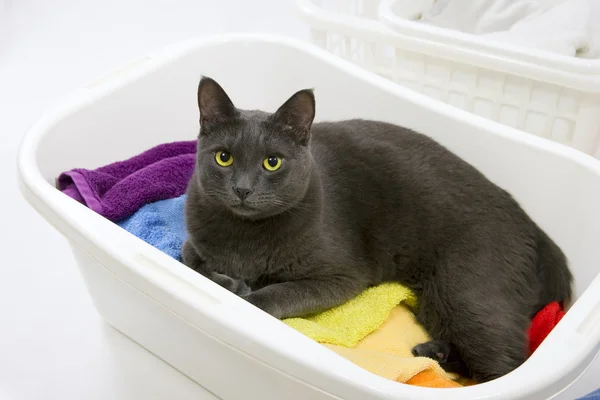 Lustige Katzenwäsche - Katze im weißen Plastikkorb mit buntem Waschbecken — Stockfoto