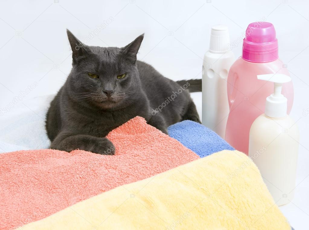 cat on colorful laundry to wash