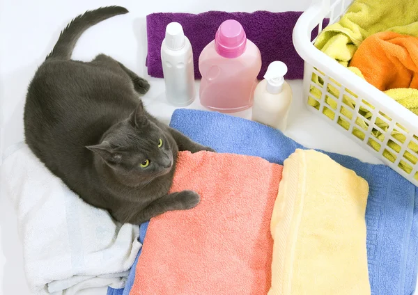 Kat op kleurrijke Wasserij te wassen — Stockfoto