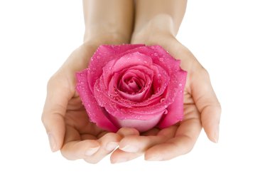 Female hands holding rose on white, Close-up isolated clipart