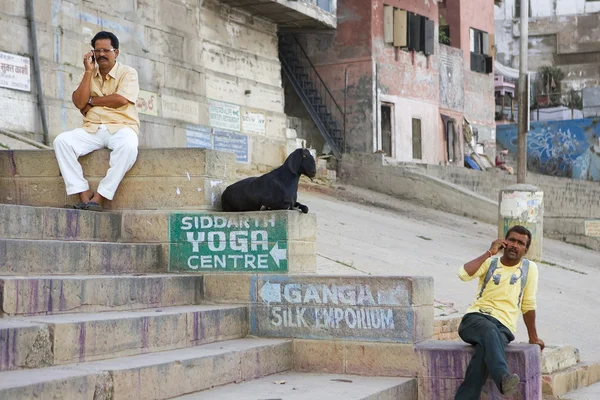 VARANASI, ÍNDIA - MAIO 15: animais engraçados - cabra com homens perto do álcool — Fotografia de Stock