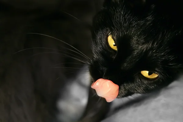 Negro gato lamiendo y mirando a usted — Foto de Stock