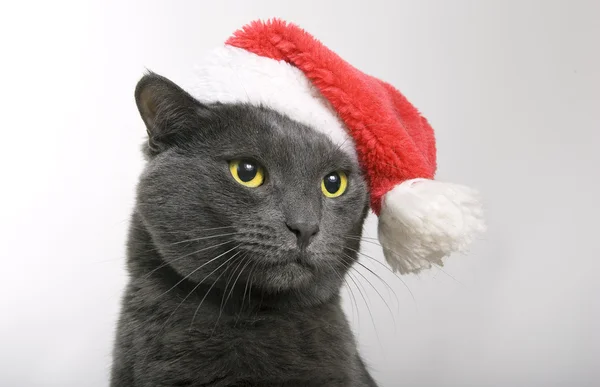 Gri kedi santa - christmas cat — Stok fotoğraf