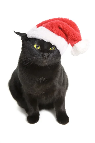 Gato preto Santa - gato de Natal — Fotografia de Stock