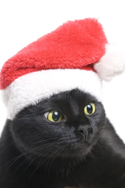 Černá kočka santa - roztomilý vánoční kočka — Stock fotografie