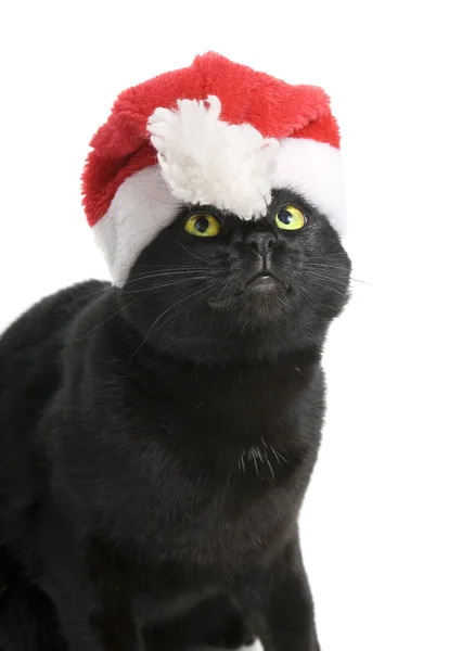 Schwarze Katze Santa - niedliche Weihnachtskatze auf weißem Hintergrund — Stockfoto