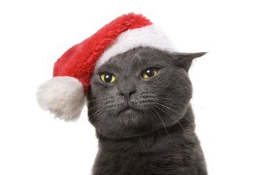 Christmas cat - Gri kedi santa, beyaz zemin üzerine izole
