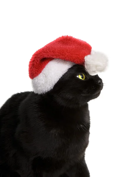 Černá kočka Santa - roztomilá kočičí Vánoce na bílém pozadí — Stock fotografie