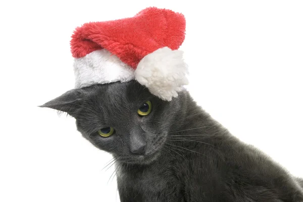 Weihnachtskatze - graue Katze Weihnachtsmann — Stockfoto