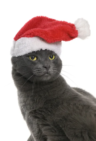 Weihnachtskatze - graue Katze Weihnachtsmann, isoliert — Stockfoto