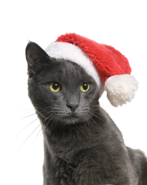 Рождественская кошка - Серый кот Санта, изолированный на белом фоне — стоковое фото