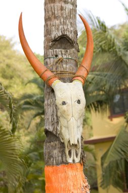 uzun renkli boynuz ahşap ayağı, Hindistan ile kafatası buffalo