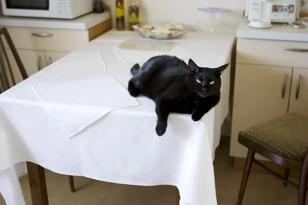 Gato en la cocina - en la mesa de la cocina — Foto de Stock