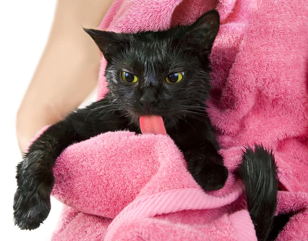 Niedliche schwarze aufgeweichte Katze nach einem Bad lecken — Stockfoto