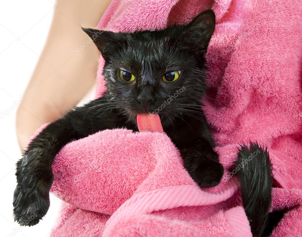 Black Cute Soggy Cat after a Bath, Funny Angry Little Demon. Pet Care Stock  Photo