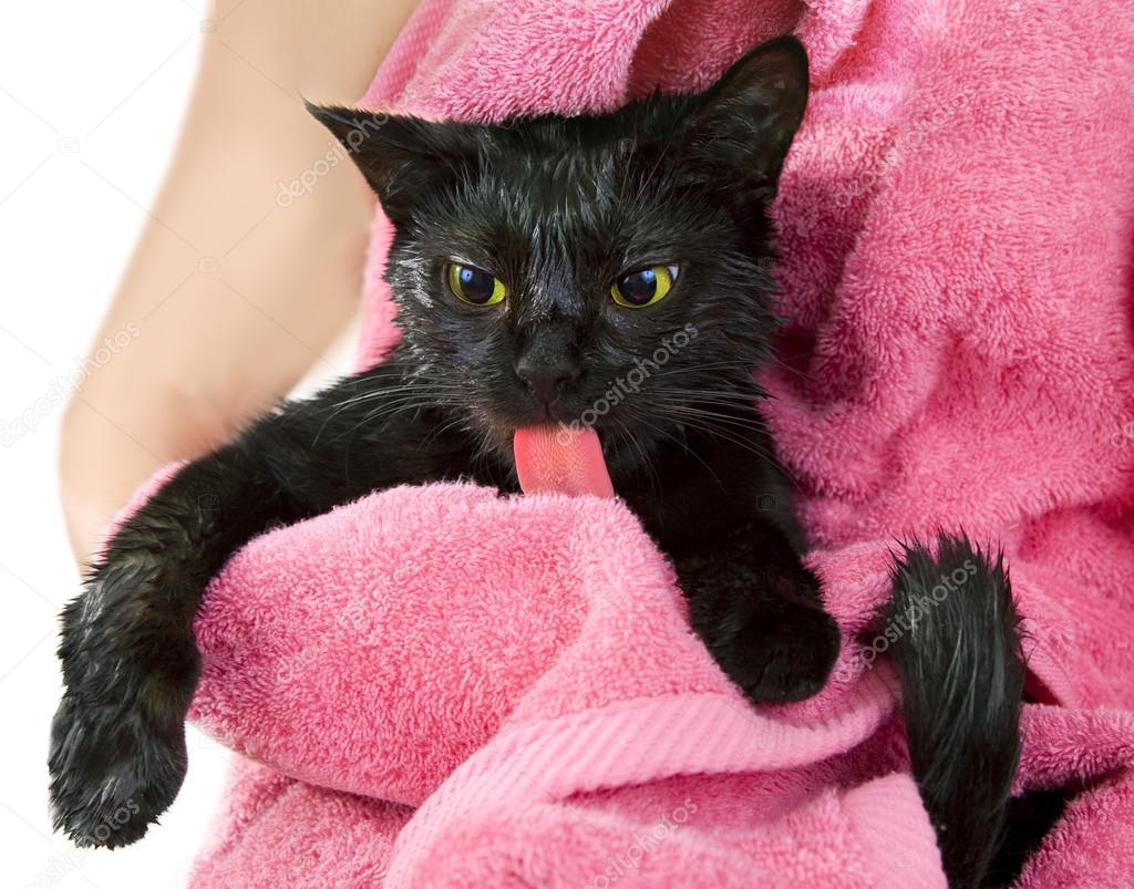 Cute black soggy cat after a bath licking