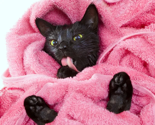 Süße schwarze aufgeweichte Katze leckt nach einem Bad, lustiger kleiner Dämon — Stockfoto