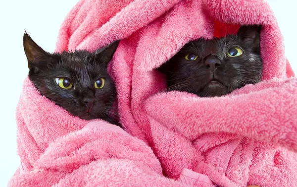 Zwei süße schwarze aufgeweichte Katzen nach einem Bad — Stockfoto