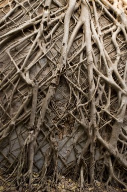 tropikal banyan tree roots doku 