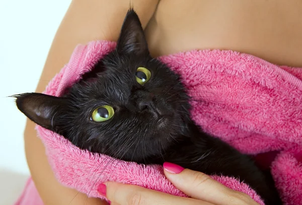 Lindo negro empapado gato después de un baño — Foto de Stock