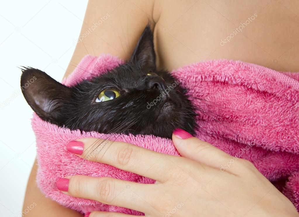 Black Cute Soggy Cat after a Bath, Funny Angry Little Demon. Pet Care Stock  Photo