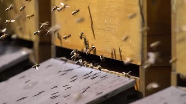 Primer Plano Brote Abejas Voladoras Frente Las Cajas Abejas Día — Vídeo de stock