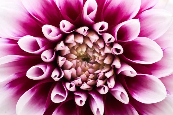 Vibrant pink-white dahlia in the garden. Close-up. Macro — стоковое фото