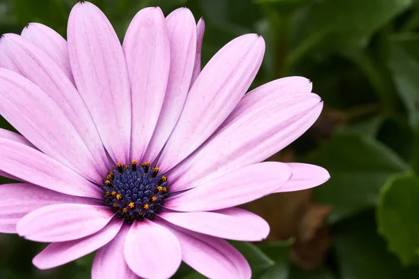 Cape Daisy, Herbers oder Cape Marguerite. Close-Up