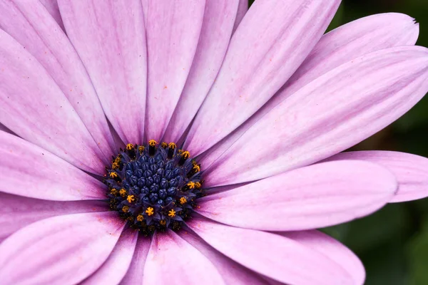 Cape Daisy, Herbers oder Cape Marguerite. Close-Up — Stock Photo, Image