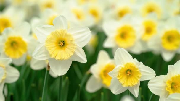 Yakın çekim 4k stok video görüntüleri nergislerin güzel çiçekleri narcissus — Stok video