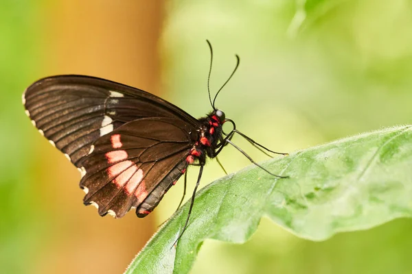 Yeşil yaprağın üzerinde oturan kelebek. İzole. yakın plan