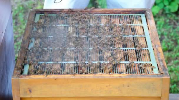 Pszczelarz Otwiera Gałąź Trzyma Palacza Aby Uspokoić Pszczoły Dużo Dymu — Wideo stockowe