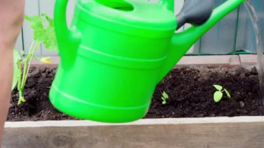 Eldivenli kadınlar seraya salatalık tohumları ekerler. Sulama kabından dökülüyor. 4K.