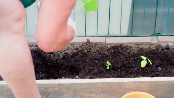 Frauen Handschuhen Pflanzen Gurkensetzlinge Gewächshaus Großaufnahme — Stockvideo