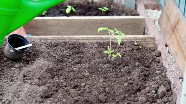 Frau Pflanzt Tomatenpflanze Gartenerde Gießen Aus Der Gießkanne — Stockvideo