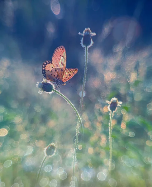 Brauner Schmetterling Sonnigen Morgen — Stockfoto