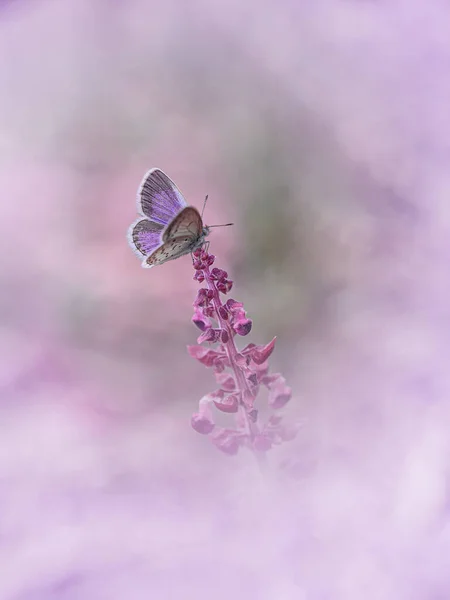 Rózsaszín Pillangó Rózsaszín Virágon — Stock Fotó