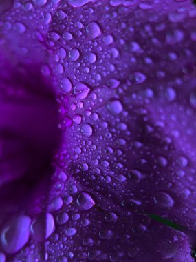 Mor çiçeğin üzerine berrak ve taze su damlası