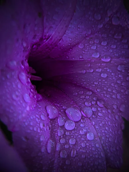 Gota Agua Clara Fresca Flor Púrpura —  Fotos de Stock